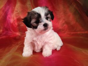 Teddy bear shih tzu shop bichon puppies for sale